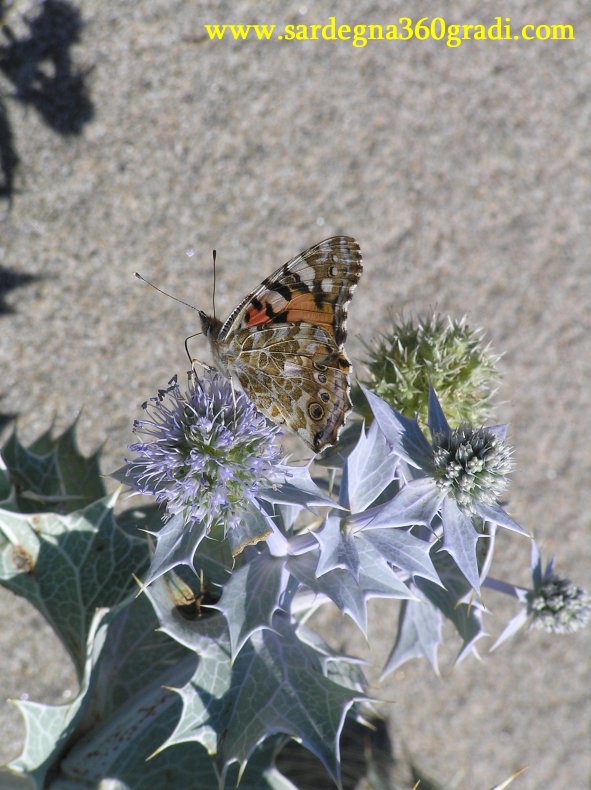 Il banchetto delle fate - Eryngium maritimum